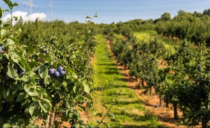 Od svežeg sira i kajmaka do rakije iz porodičnih kazana - šumadijska banja gde se diše punim plućima