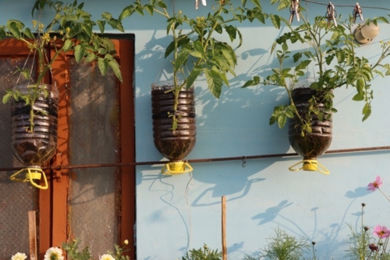 Dojadilo vam je da svake godine jedete "plastiku": Posadite paradajz u plastične flaše i uživajte u domaćim plodovima bez bašte i mnogo muke