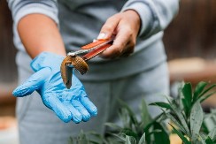 Pesticidi nisu potrebni - dovoljna vam je biljka koja odbija puževe 