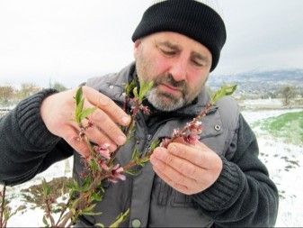 Stiže naglo zahlađenje i sneg: Voće već procvetalo, evo kako da ga zaštititi od prolećnog mraza i spasiti rod