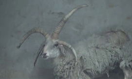 GLAVNI HIT U KINESKOM ZOO VRTU Ovca sa viškom rogova postala atrakcija koju svi žele da vide (FOTO)