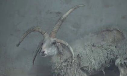 GLAVNI HIT U KINESKOM ZOO VRTU Ovca sa viškom rogova postala atrakcija koju svi žele da vide (FOTO)