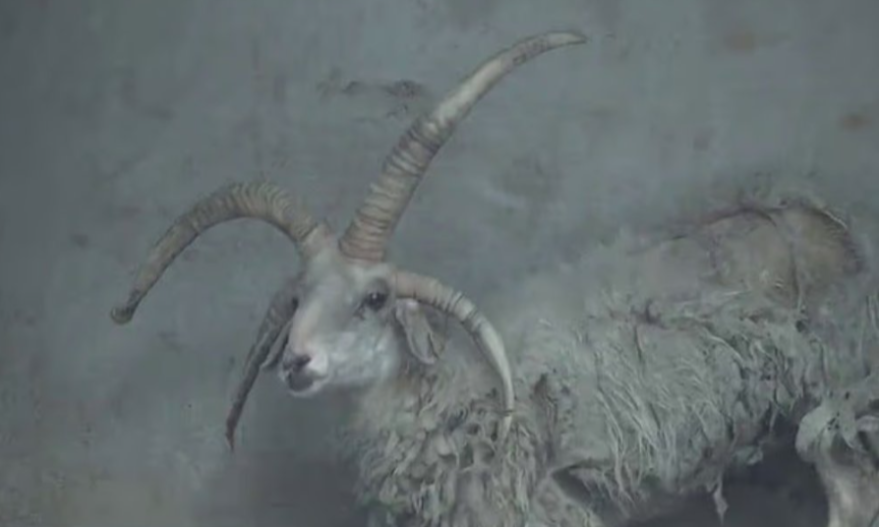 GLAVNI HIT U KINESKOM ZOO VRTU Ovca sa viškom rogova postala atrakcija koju svi žele da vide (FOTO)