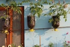 Dojadilo vam je da svake godine jedete "plastiku": Posadite paradajz u plastične flaše i uživajte u domaćim plodovima bez bašte i mnogo muke