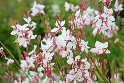 Jeste čuli za gauru? Uloži se 10.000 dinara, zaradi 250.000