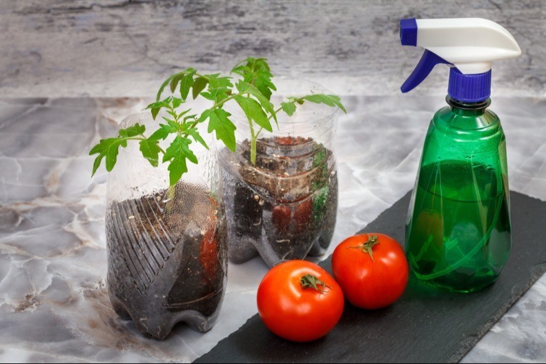 Sadnja paradajza u plastičnim flašama - ne treba vam bašta, a ukusniji je od kupovnog