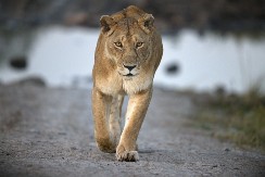 DVE LAVICE SU SAVLADALE BIVOLA I OBORILE GA NA ZEMLJU A onda se dogodilo nešto neverovatno - ovo se zaista retko viđa