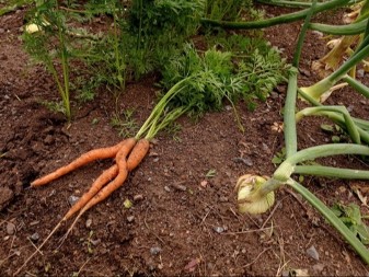 Džaba đubrivo ako ovo ne uradite: Tajna krupnog luka krije se u jednom "komšiji"