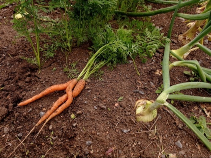 Džaba đubrivo ako ovo ne uradite: Tajna krupnog luka krije se u jednom "komšiji"