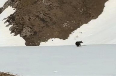 ČUDO PRIRODE NA PLANINI U BOSNI Kamera snimila mladunce DIVLJIH ZVERI kako se igraju - prizor ostavlja bez daha!