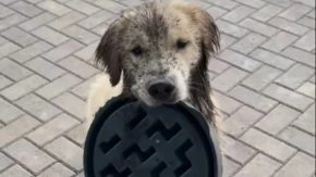 TOTALNI HAOS U DVORIŠTU Vlasnica se okrenula na minut, kad je videla šta retriveri rade - ZANEMELA od šoka!