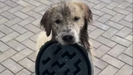 TOTALNI HAOS U DVORIŠTU Vlasnica se okrenula na minut, kad je videla šta retriveri rade - ZANEMELA od šoka!