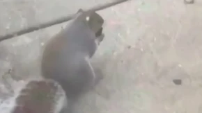 HOROR U PARKU: Divlja životinja PUŠI ELEKTRONSKU CIGARETU - stručnjaci u panici!