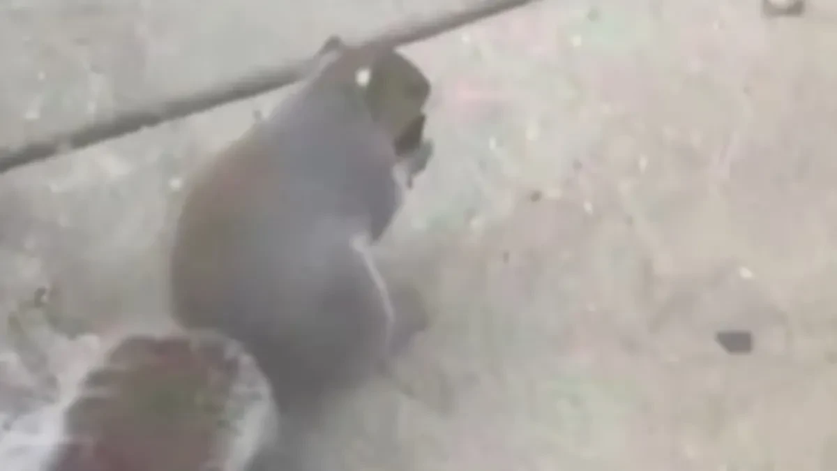 HOROR U PARKU: Divlja životinja PUŠI ELEKTRONSKU CIGARETU - stručnjaci u panici!