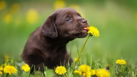 OPREZ ZA VLASNIKE PASA! Ove prolećne biljke mogu OTROVATI vašeg ljubimca – neke su i SMRTONOSNE!