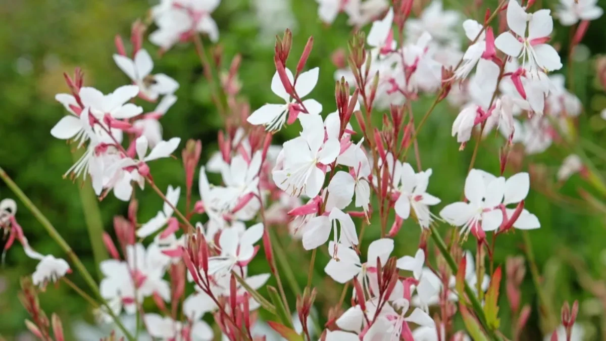 Sa 130 evra do 4.500 zarade! Ova biljka je hit biznis: Ne traži puno rada