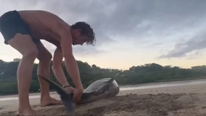 BORBA ZA ŽIVOT NA PLAŽI Delfina OPKOLILI LEŠINARI, a ono što je ovaj čovek uradio šokiralo svet!