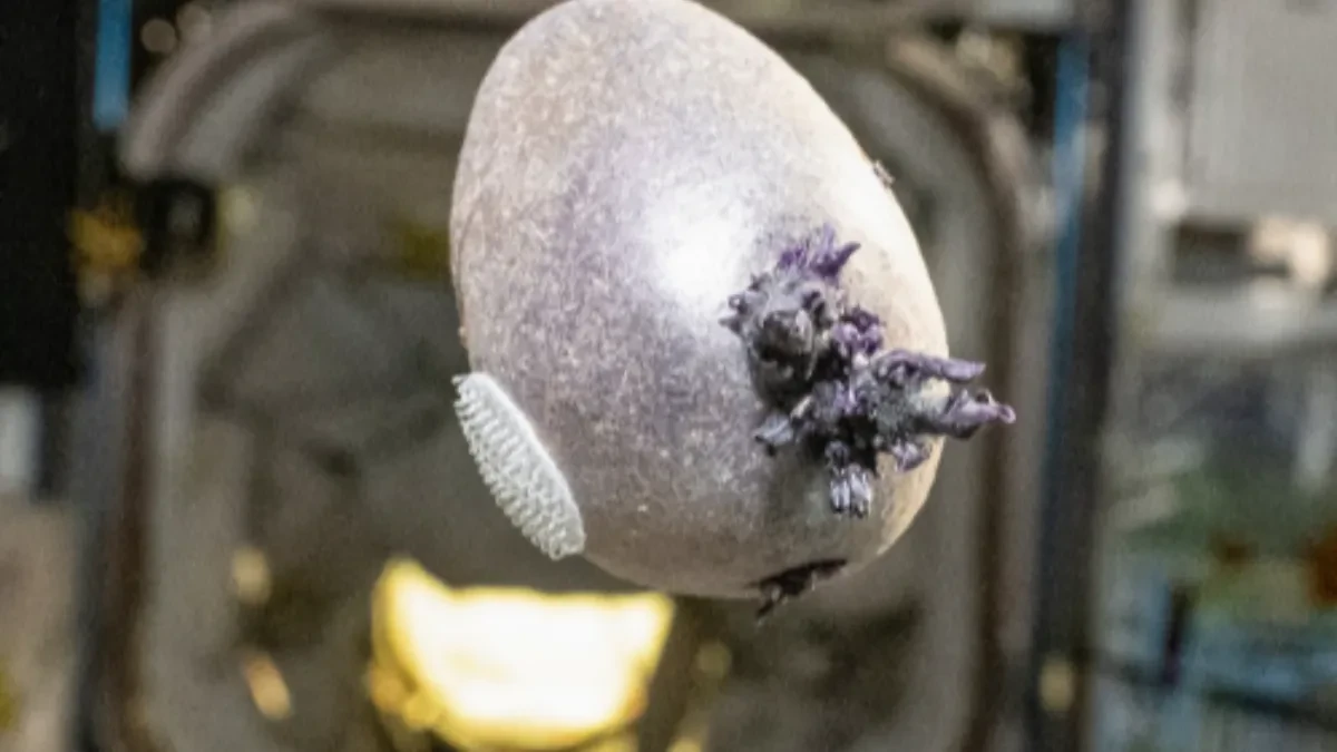 ŠTA JE TO PRONAĐENO U SVEMIRU? Iz ljubičastog jajeta vire pipci, ljudi na mrežama šokirani "Uništite to ODMAH"