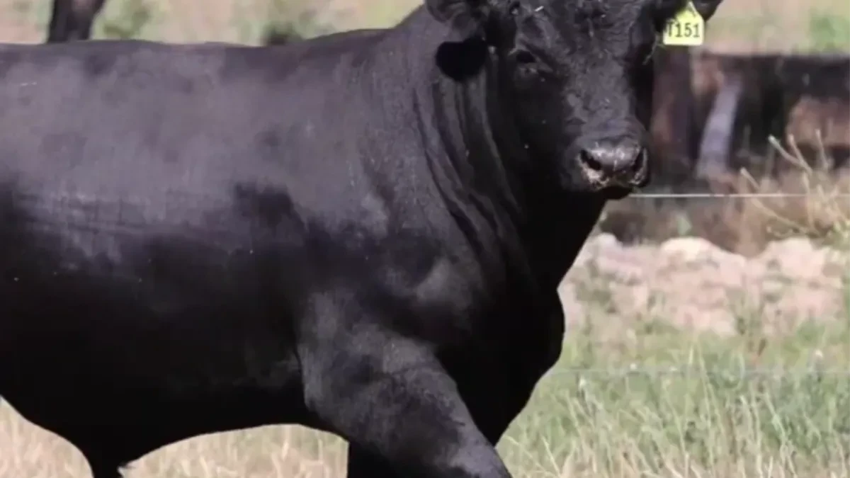 Kakav bik? Strašan Bik! - a i skup, vredi 143.000 evra (FOTO)