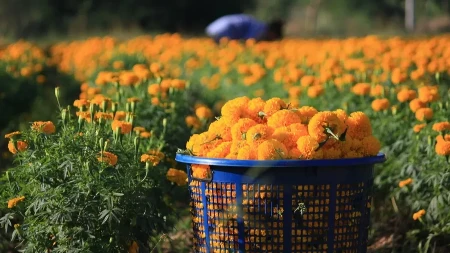 Zahteva minimalno ulaganje, a još manje rada - kako od 10 ari biljke doći do 100.000 dinara zarade