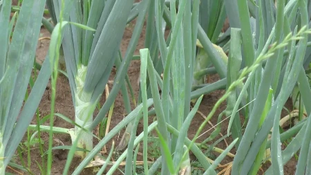 Pre nego što posadite luk potopite ga u ovaj napitak: Glavice će biti mesnate i krupne, a rod nikad bolji