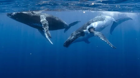 SVET U NEVERICI! Snimljen porođaj kita, a ono što je usledilo ŠOKIRALO je i NAUČNIKE – ovako nešto nikada nije viđeno!