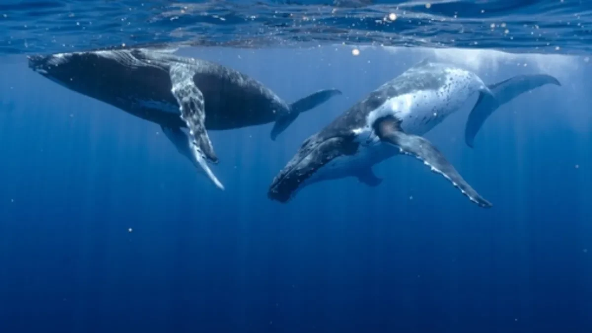 SVET U NEVERICI! Snimljen porođaj kita, a ono što je usledilo ŠOKIRALO je i NAUČNIKE – ovako nešto nikada nije viđeno!