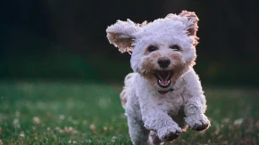 AKO IMATE PSA, OVO MORATE ZNATI Vaš ljubimac radi OVO kada se oseća ugroženo – obratite pažnju!
