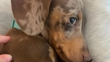 SVI PLAČU OD SMEHA! Pas se obrukao pred gostima, ali razlog će vam istopiti srce! (VIDEO)