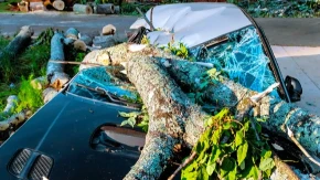 UPOZORENJE ZA VOZAČE! Ako parkirate ispod ovog drveta tokom nevremena – rizikujete KATASTROFU!