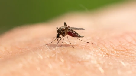 VIC DANA Mali komarac se vraća kući nakon svog prvog, probnog leta...