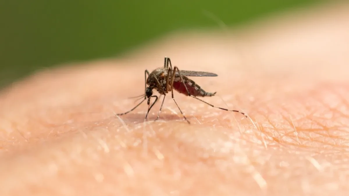 VIC DANA Mali komarac se vraća kući nakon svog prvog, probnog leta...