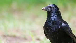 HIT VIDEO Pametna vrana provalila kako da lakše polomi orah - ljudi gledaju i ne veruju