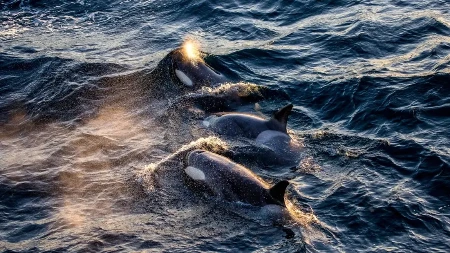 NAUČNICI ZAPANJENI Prvi put je snimljen porođaj ženke kita u prirodi - otkriveno je nešto neverovatno