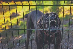 BEŽALA JE OD NJIH I GUBILA SVEST Detalji napada pasa na vlasnicu u Kumodražu