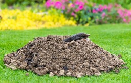 Krtice će pobeći iz vašeg dvorišta: Posadite 5 biljaka čiji miris ne podnose!