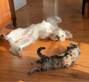 PAS I MAČKA SE PREVRĆU ISTOVREMENO, KAO DA SU VEŽBALI Hit video oduševio ljude