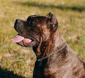 HOROR NA VOŽDOVCU Ženu izujedala dva psa kane korso!