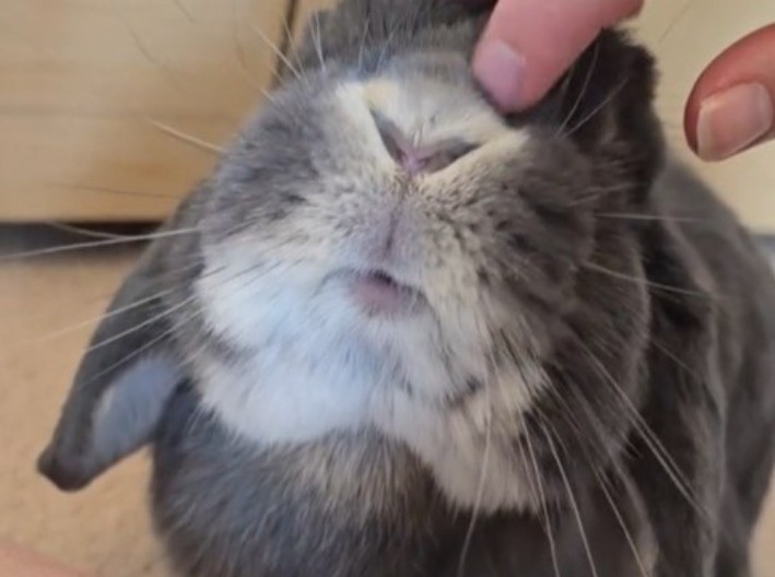 KAD LJUBAV DOĐE NA ČETIRI ŠAPICE Mala zečica osvojila planetu - srce da pukne od slatkoće! (VIDEO)