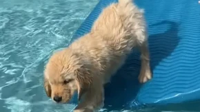 DRAMA U BAZENU Štene retrivera nespretno pokušalo da izađe napolje - video je hit