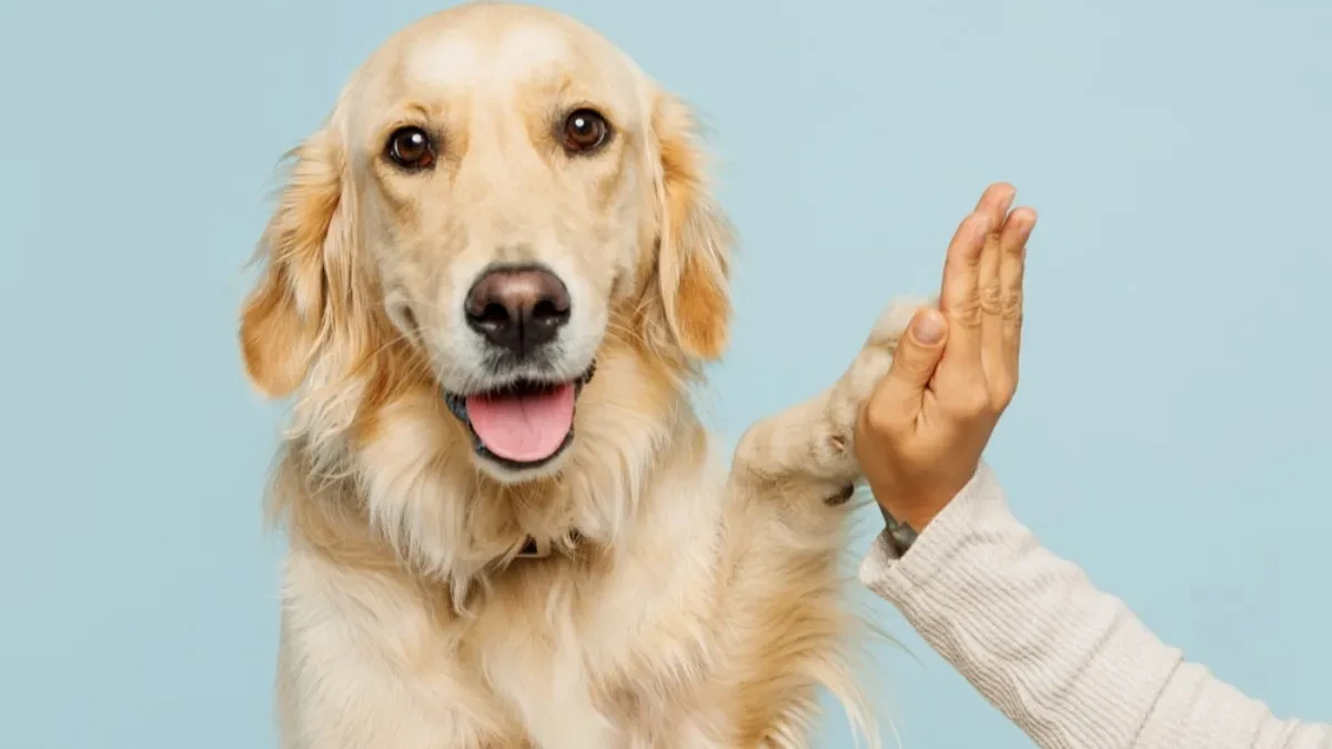 CEO ŽIVOT STE RAČUNALI POGREŠNO Evo koliko vaš pas ZAISTA ima godina - zaboravite pravilo „puta 7“