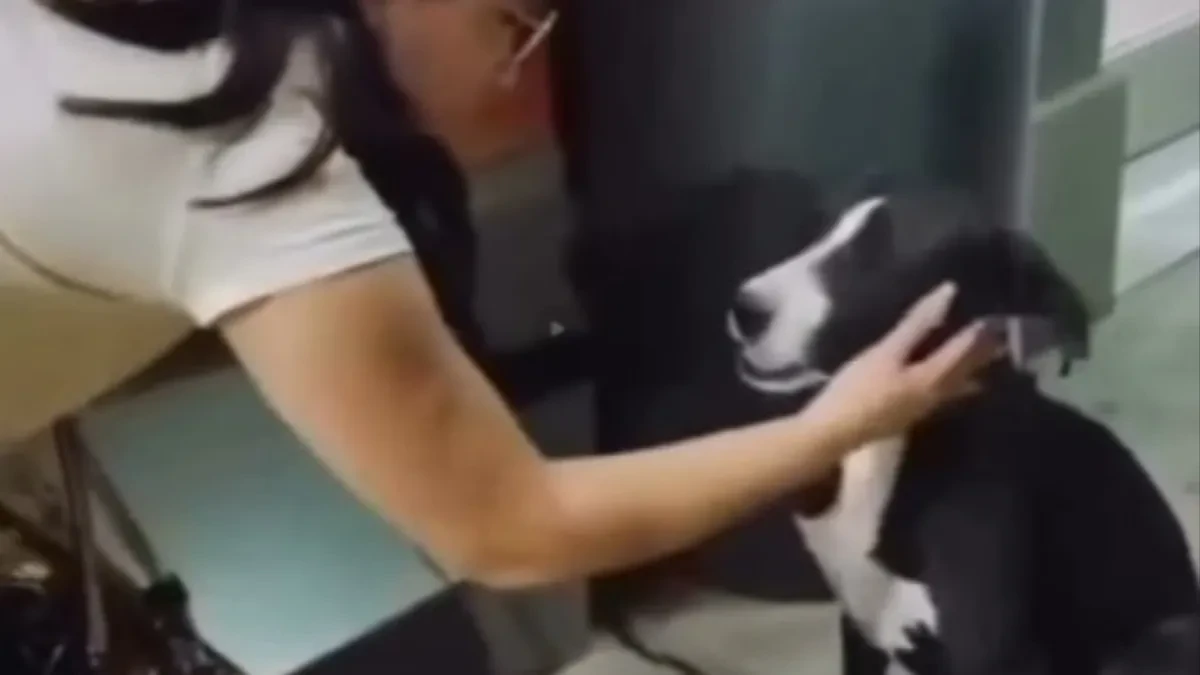 POTRESNA SCENA SA ULICE Nahranila psa lutalicu, njegova reakcija KIDA DUŠU NA KOMADE! (VIDEO)