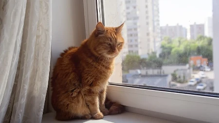 NE UME DA VAM KAŽE Mačka ovim ponašanjem pokazuje da joj je LOŠE, ne ignorišite ga