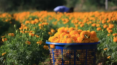 Ovaj cvet je pravi mali biznis: Kilogram do 4 evra, tražnja ogromna – evo kako da uspete