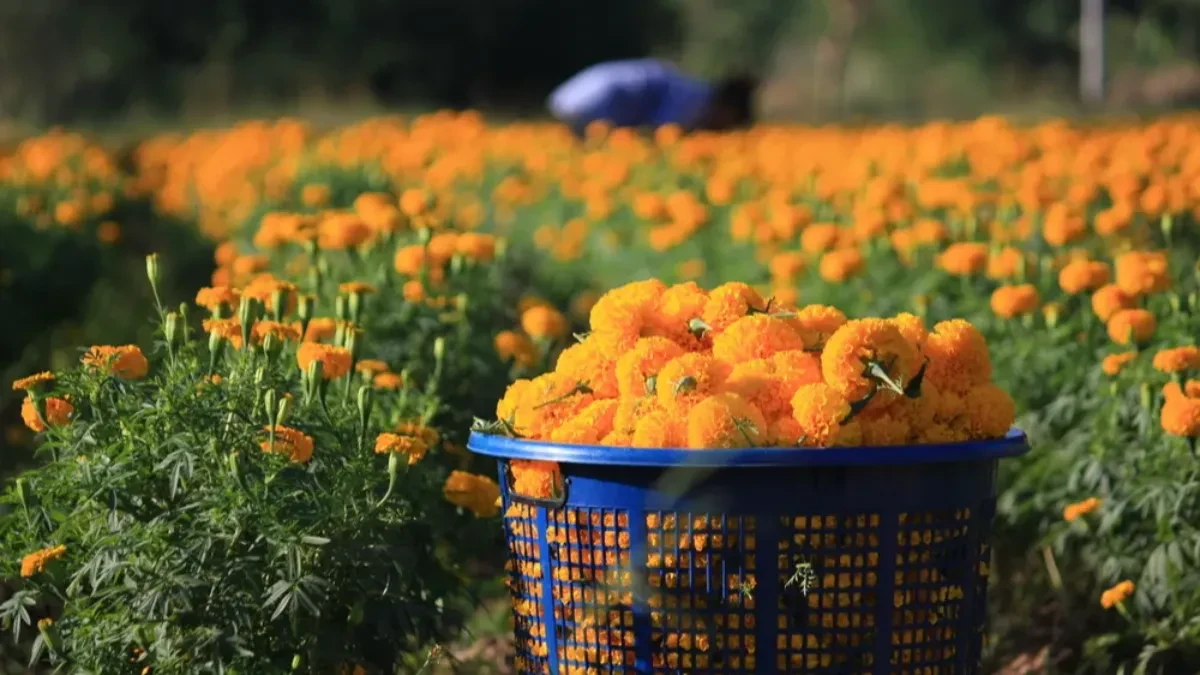 Ovaj cvet je pravi mali biznis: Kilogram do 4 evra, tražnja ogromna – evo kako da uspete