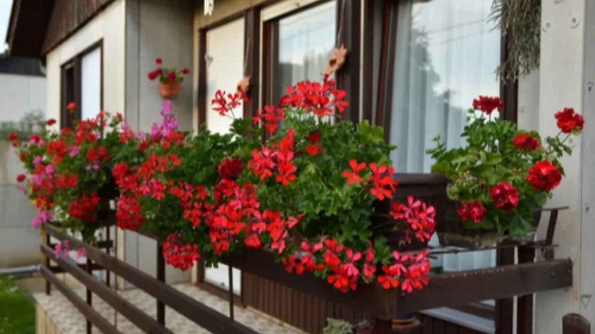 Svi će vam gledati u terasu: Kap ovoga je dovoljna da muškatle neprestano cvetaju do mrazeva