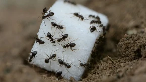 SPREČITE IH DA SE VRATE Evo šta da uradite da se zauvek rešite MRAVA