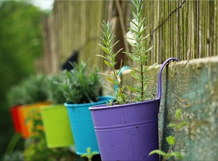 Posadite ovih 9 vrsta cveća u martu i uživajte u njemu godinama