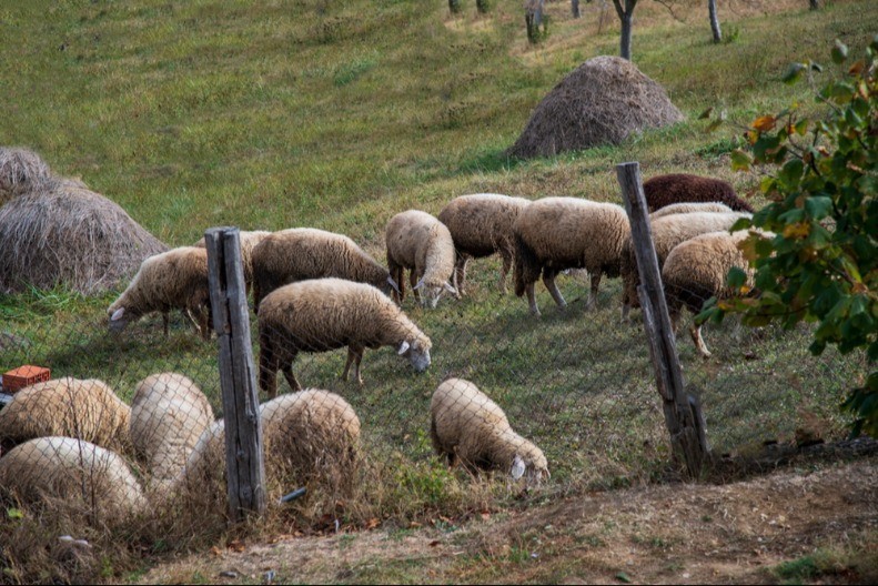Jagnjad najskuplja na pojedinim pijacama - oscilacije cena žive stoke prisutne širom Srbije