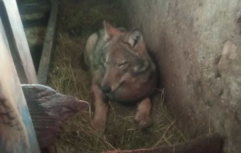 Kad su ga videli, nisu verovali - ušuškao se kao domaća životinja: Vuk ušao u štalu na Žabljaku i satima ležao pored teladi